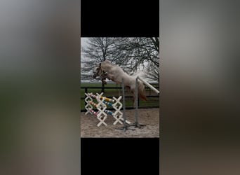 New Forest Pony, Mare, 3 years, 14,2 hh, Leopard-Piebald