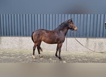 New Forest Pony, Mare, 3 years, 14 hh, Brown