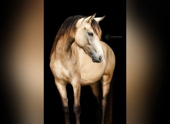 New Forest Pony, Mare, 3 years, 14 hh, Dun