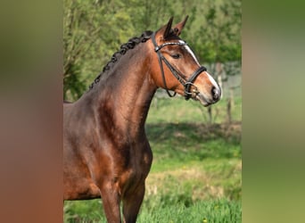 New Forest Pony, Mare, 3 years, 14 hh, Smoky-Black