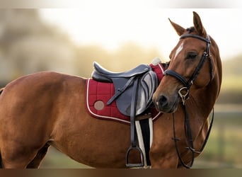 New Forest Pony Mix, Mare, 3 years, 15.1 hh, Brown