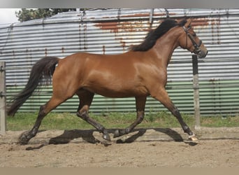 New Forest Pony Mix, Mare, 3 years, 15.1 hh, Brown