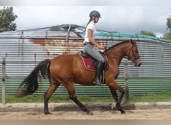 New Forest Pony Mix, Mare, 3 years, 15.1 hh, Brown