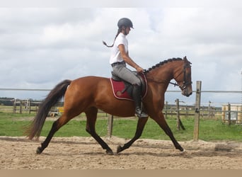 New Forest Pony Mix, Mare, 3 years, 15.1 hh, Brown