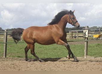New Forest Pony Mix, Mare, 3 years, 15.1 hh, Brown