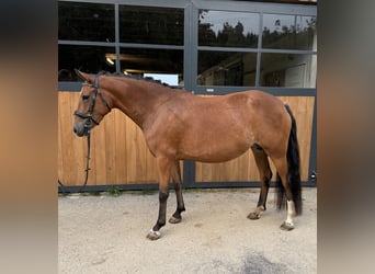 New Forest Pony, Mare, 4 years, 14.1 hh, Brown