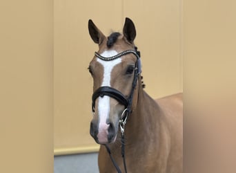 New Forest Pony, Mare, 4 years, 14,1 hh, Buckskin