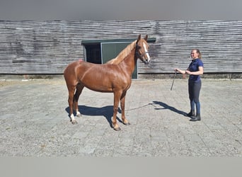 New Forest Pony Mix, Mare, 4 years, 14.1 hh, Chestnut-Red