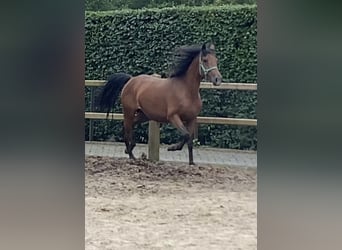 New Forest Pony, Mare, 4 years, 14,2 hh, Brown