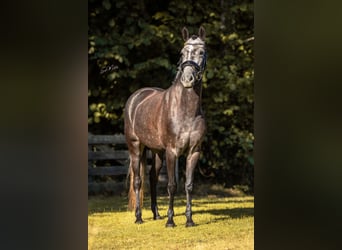 New Forest Pony, Mare, 4 years, 14 hh, Grey-Blue-Tan