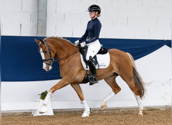 New Forest Pony, Mare, 4 years, 14,1 hh, Chestnut