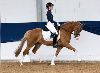 New Forest Pony, Mare, 4 years, 14,1 hh, Chestnut