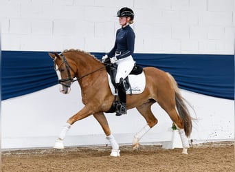 New Forest Pony, Mare, 4 years, 14,1 hh, Chestnut
