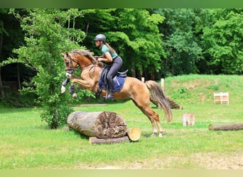 New Forest Pony, Mare, 4 years, 14,1 hh, Chestnut