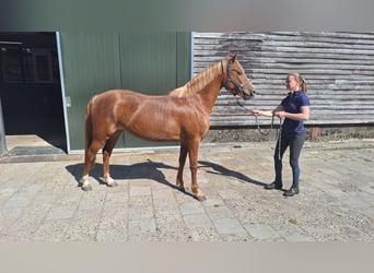 New Forest Pony Mix, Mare, 4 years, 14,1 hh, Chestnut-Red
