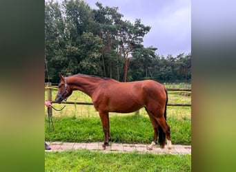 New Forest Pony, Mare, 4 years, 15.3 hh