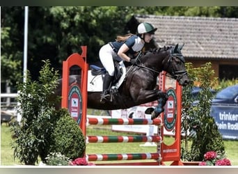 New Forest Pony, Mare, 5 years, 13,2 hh, Black
