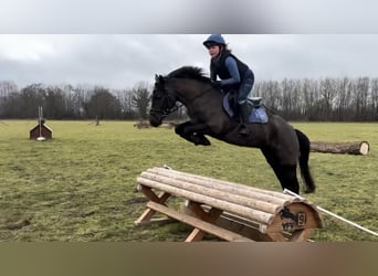 New Forest Pony, Mare, 5 years, 13,2 hh, Black