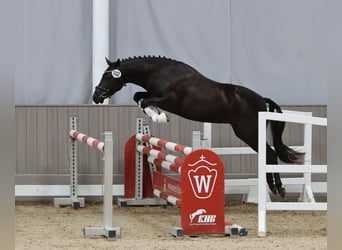 New Forest Pony, Mare, 5 years, 13,2 hh, Black