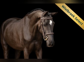 New Forest Pony, Mare, 5 years, 14.1 hh, Black