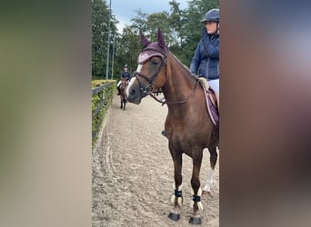 New Forest Pony, Mare, 5 years, 14.1 hh, Chestnut