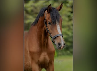 New Forest Pony, Mare, 5 years, 16 hh, Brown-Light