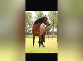 New Forest Pony, Mare, 6 years, 12,2 hh, Brown