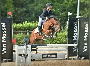 New Forest Pony, Mare, 6 years, 13,1 hh, Brown