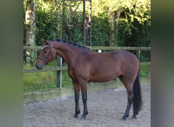New Forest Pony, Mare, 6 years, 13,1 hh, Brown