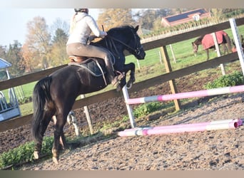 New Forest Pony, Mare, 6 years, 13,2 hh, Black
