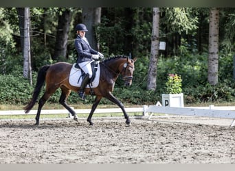 New Forest Pony, Mare, 6 years, 14.1 hh, Bay-Dark New Forest Pony, Mare, 6 years, 14.1 hh, Bay-Dark