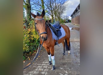 New Forest Pony, Mare, 6 years, 14.1 hh, Brown