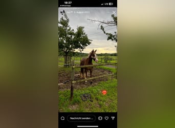 New Forest Pony, Mare, 6 years, 14,1 hh, Brown