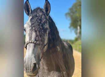 New Forest Pony, Mare, 6 years, 16 hh, Grey