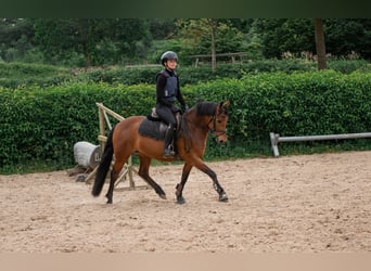 New Forest Pony, Mare, 7 years, 13.1 hh, Brown