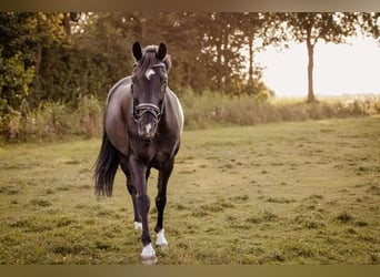 New Forest Pony, Mare, 7 years, 13.2 hh, Black