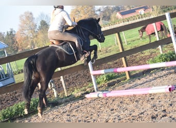 New Forest Pony, Mare, 7 years, 13.2 hh, Black