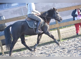 New Forest Pony, Mare, 7 years, 13,2 hh, Black