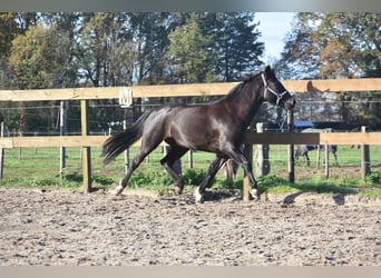 New Forest Pony, Mare, 7 years, 13,2 hh, Black