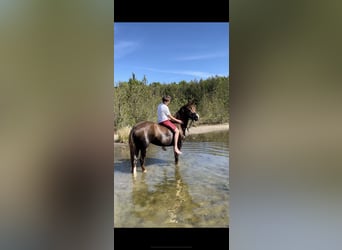 New Forest Pony, Mare, 7 years, 14.1 hh, Chestnut-Red