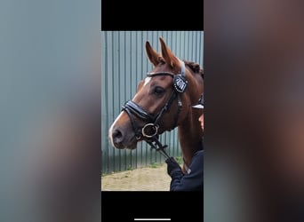 New Forest Pony, Mare, 7 years, 14.1 hh, Chestnut-Red