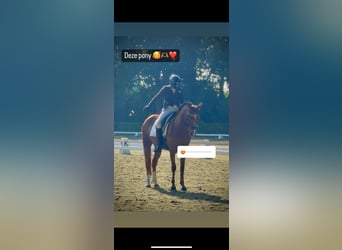 New Forest Pony, Mare, 7 years, 14.1 hh, Chestnut-Red