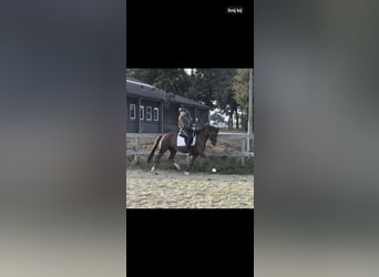 New Forest Pony, Mare, 7 years, 14,1 hh, Chestnut-Red