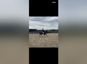 New Forest Pony, Mare, 7 years, 14,1 hh, Chestnut-Red