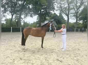 New Forest Pony, Mare, 7 years, 14,2 hh, Brown