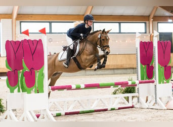 New Forest Pony, Mare, 8 years, 13.3 hh, Brown