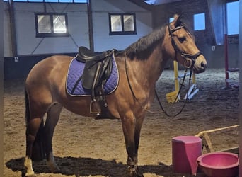 New Forest Pony, Stute, 8 Jahre, 13,3 hh, Brauner