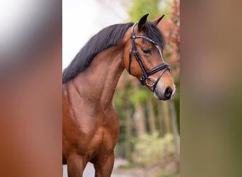 New Forest Pony, Mare, 8 years, 14.1 hh, Brown