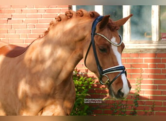 New Forest Pony, Mare, 8 years, 14,1 hh, Chestnut-Red