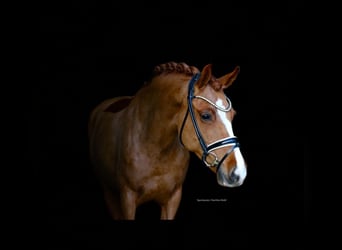 New Forest Pony, Mare, 8 years, 14,1 hh, Chestnut-Red